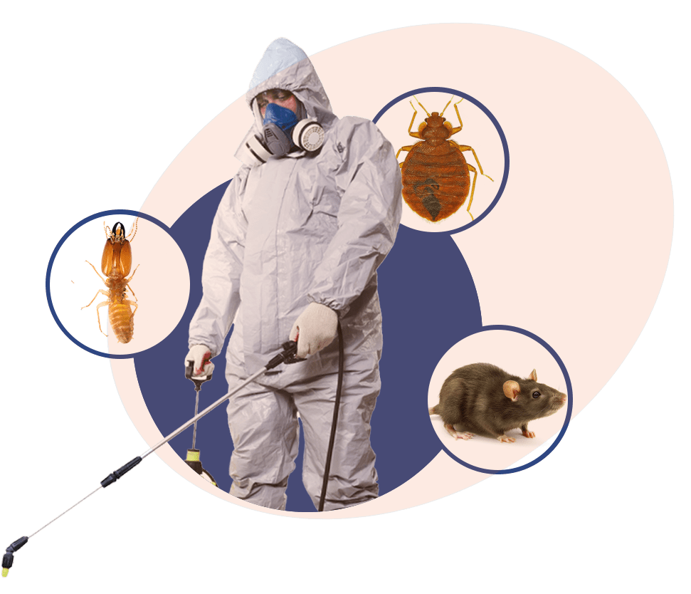 Pest extermination services in Karachi