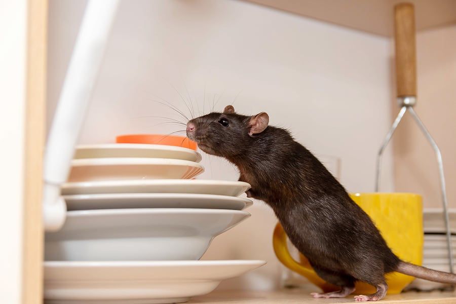 Rats extermination